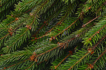 Green branches of pine.