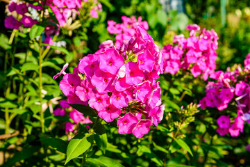 Fototapeta premium Purple phlox flowers on flowerbed at summer