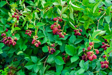 Unripe berries on a bush of the blackberry in garden