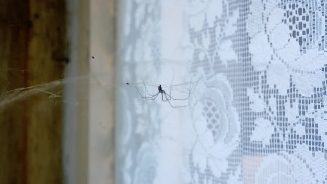 Spider web on the old window close up detail