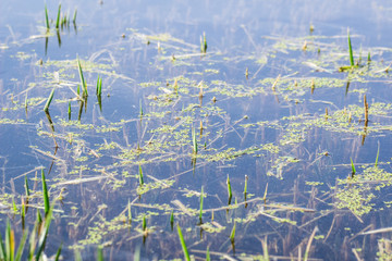 Detail shot of a rice field in the lagoon of Valencia, Spain. Rice plant growing among the algae.