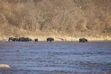 European Bison (Bison bonasus) in the river. © Martin