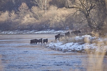 European Bison (Bison bonasus) in the river.