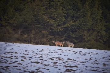 Wolf (Canis lupus) in the snow. Predator on the hunt.