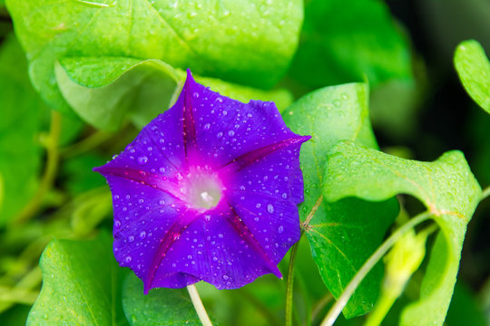 Isolated Closeup shoot of beautiful Morning Glory (ipomea) - Grandpa Ott, isolated purple flower with water drops, green leaves in the background