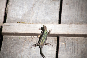 The lizard Lacerta viridis sits on a tree