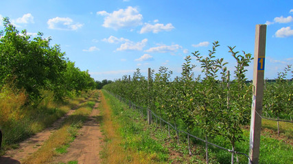  dirt road along the apple orchard, on the branches weigh fruit, from above a blue sky with white...