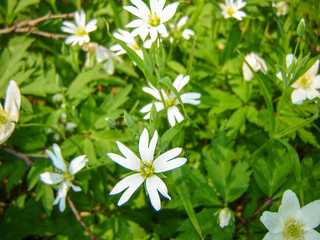 picture with first spring flowers on blurred background