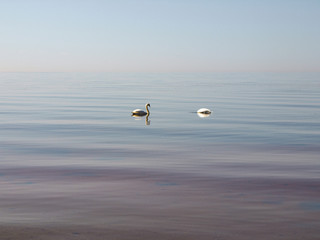sunny seascape with clear calm water and swan silhouettes in the distance