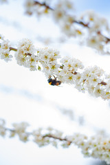 flowering tree with white flowers and bee