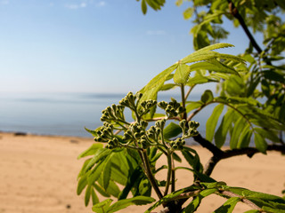 sunny landscape with seashore, silhouettes of branches in the foreground