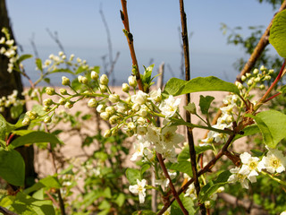 sunny landscape with seashore, silhouettes of branches in the foreground