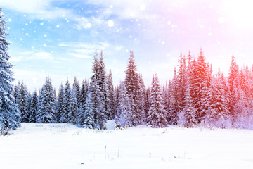 Winter forest sunset. Spruce forest in winter. Falling snow in the winter forest