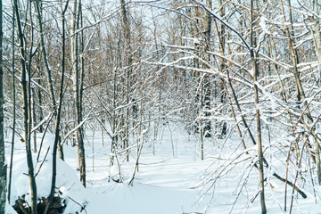 Fototapeta premium fabulously beautiful winter forest in the rays of the setting sun