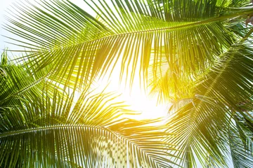 Poster tropical palm leaf background, coconut palm trees perspective view © Nabodin