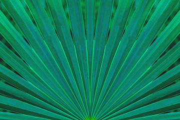 Obraz premium tropical palm leaf and shadow, abstract natural green background