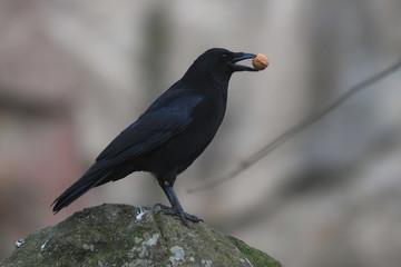 Fototapeta premium cornacchia nera (Corvus corone corone),primo piano