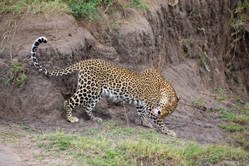 Beautiful leopard in the wild
