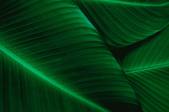 closeup banana leaf texture in garden, abstract green leaf, large palm foliage nature dark green background