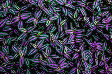 Fototapeta na wymiar leaves of tradescantia zebrina bosse, abstract purple texture, nature background, tropical leaf