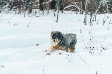 shaggy dog in freshly fallen white snow