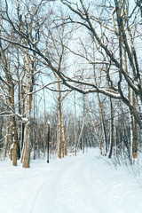 fabulously beautiful winter forest in the rays of the setting sun