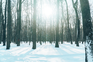 fabulously beautiful winter forest in the rays of the setting sun
