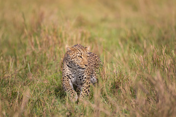 Beautiful leopard in the wild