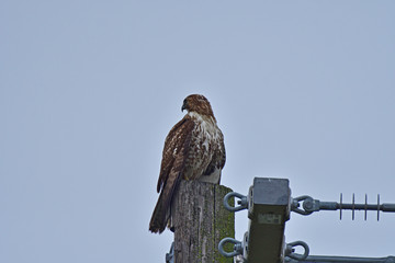 Cooper's Hawk