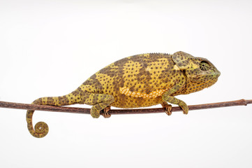 Flapneck Chameleon / Lappenchamäleon (Chamaeleo dilepis petersii) - Südafrikanisches Lappenchamäleon © bennytrapp