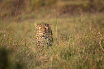 Beautiful leopard in the wild