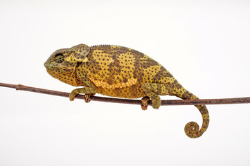 Flapneck Chameleon / Lappenchamäleon (Chamaeleo dilepis petersii) - Südafrikanisches...