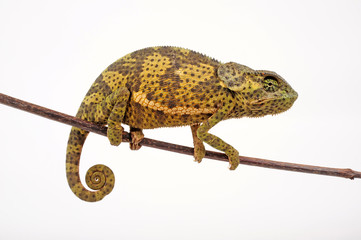 Flapneck Chameleon / Lappenchamäleon (Chamaeleo dilepis petersii) - Südafrikanisches Lappenchamäleon © bennytrapp