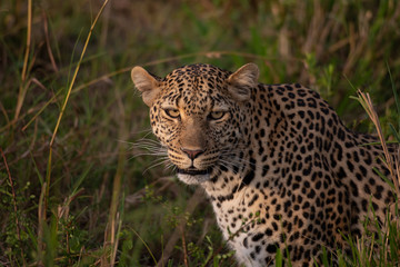 Leopard portrait