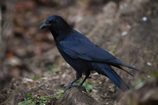 Cornacchia nera (Corvus corone corone),ritratto