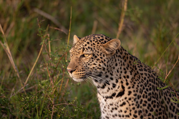 Beautiful leopard in the wild