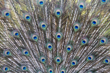 Fototapeta premium Colorful peacock tail with a beautiful pattern