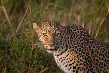 Fototapeta na wymiar Beautiful leopard in the wild