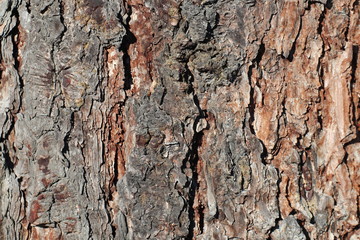 Texture for background of pine bark in brown tones. Wood tree for decoration and design