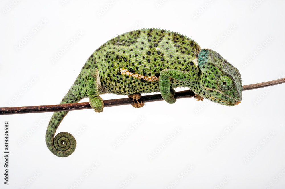 Poster Flapneck Chameleon / Lappenchamäleon (Chamaeleo dilepis petersii) - Südafrikanisches Lappenchamäleon