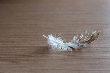 light weightless feather lies on a wooden surface