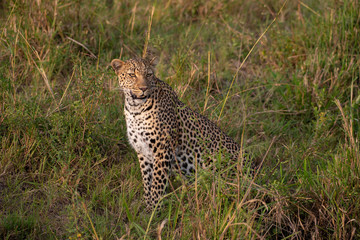 Beautiful leopard in the wild