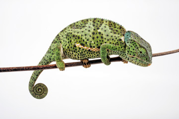 Flapneck Chameleon / Lappenchamäleon (Chamaeleo dilepis petersii) - Südafrikanisches Lappenchamäleon © bennytrapp