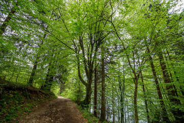 Fototapeta premium Beautiful landscape. The surroundings of the Bohinj lake, Slovenia