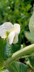 white flower in the garden