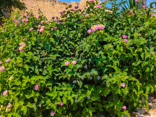 Fototapeta na wymiar Lantana camara bush with blooming flowers and ripe fruits