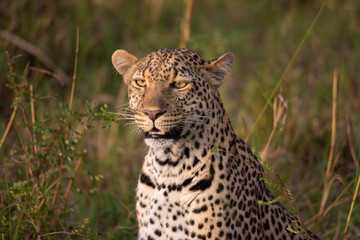Leopard portrait