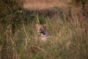 Beautiful leopard in the wild
