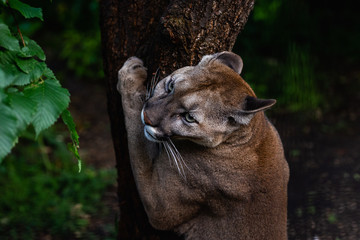 Portrait of Beautiful Puma in wildlife. Cougar, mountain lion, puma, panther.