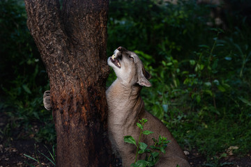 Portrait of Beautiful Puma in wildlife. Cougar, mountain lion, puma, panther.